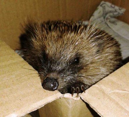 Hog-coming-out-of-a-box-(Paula-pic) Hog-coming-out-of-a-box-(Paula-pic)