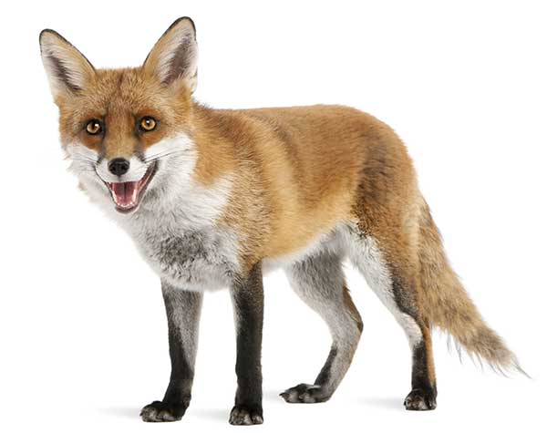 fox