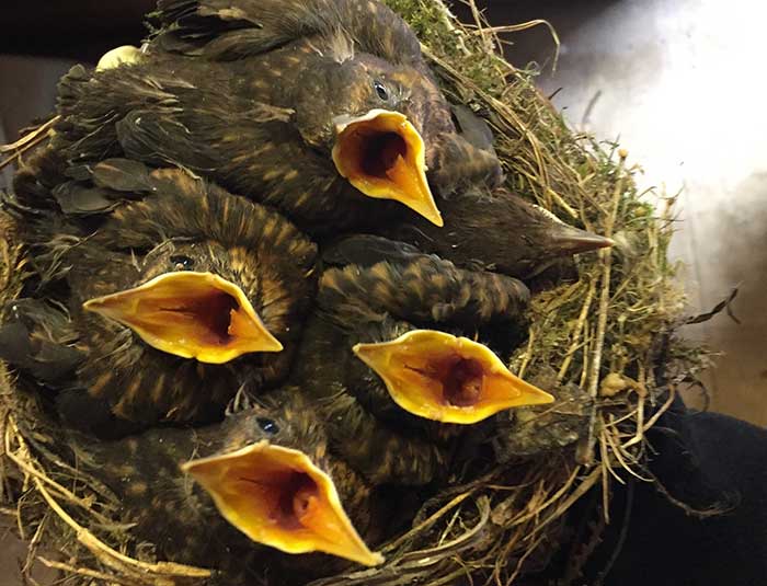 Baby-birds-crop Baby-birds-crop