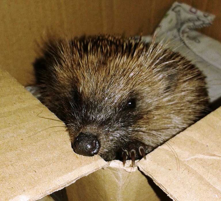 Hog-coming-out-of-a-box-(Paula-pic) Hog-coming-out-of-a-box-(Paula-pic)