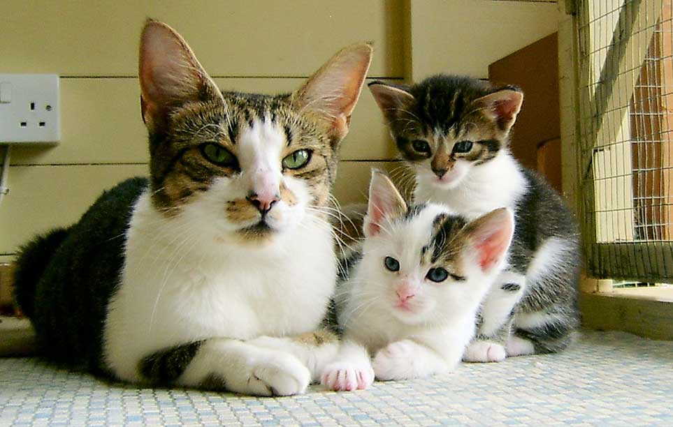 Lola-&-two-kittens—August-2018 Lola-&-two-kittens---August-2018