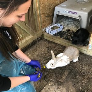 Volunteering - Wadars