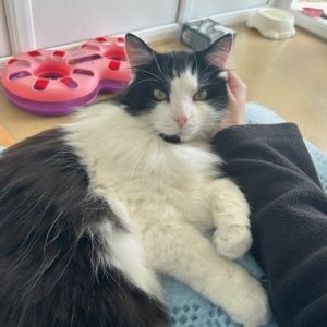 Cats - Wadars