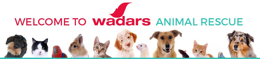 welcome to wadars animal rescue